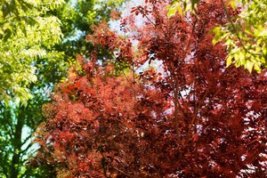 PURPLE SMOKE BUSH 60 CM - image 5
