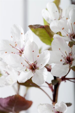 PURPLELEAF SANDCHERRY STD 125CM  - image 2