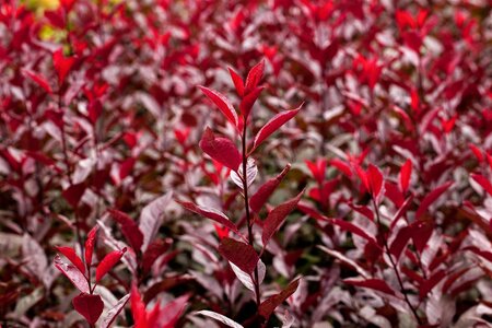 PURPLELEAF SANDCHERRY STD 125CM  - image 5