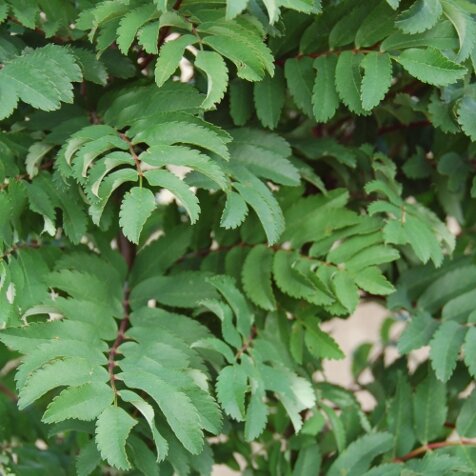 PYRAMID MOUNTAIN ASH 60 MM