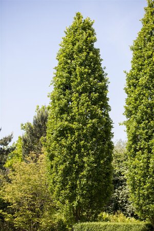 PYRAMIDAL ENGLISH OAK 175 CM  - image 1
