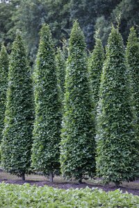 PYRAMIDAL HORNBEAM 225CM  - image 1
