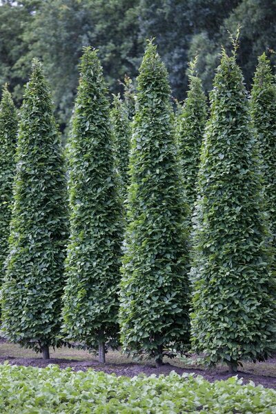PYRAMIDAL HORNBEAM 35MM