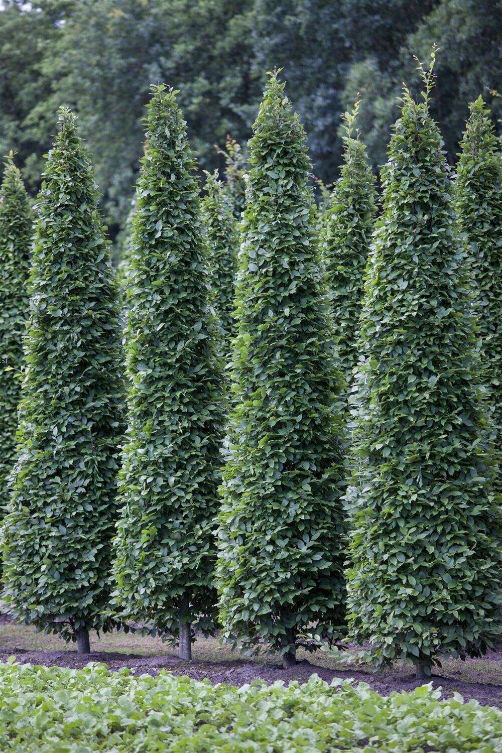 PYRAMIDAL HORNBEAM 35MM - Oxford Insta-Shade