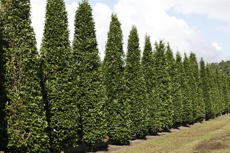 PYRAMIDAL HORNBEAM 40MM  - image 2