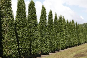 PYRAMIDAL HORNBEAM 40MM  - image 2