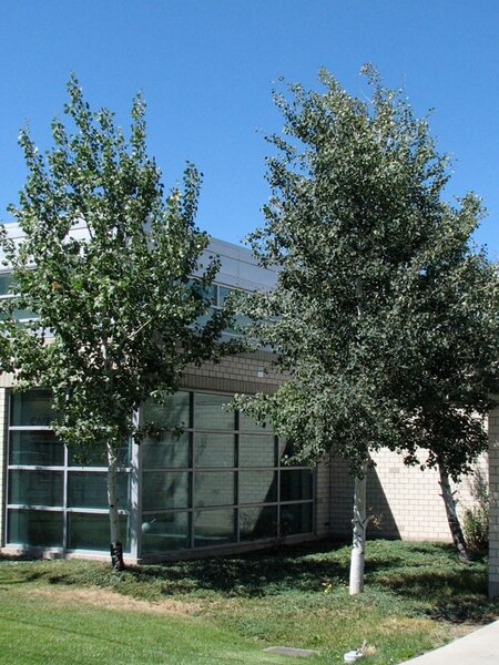 QUAKING (TREMBLING) ASPEN 275CM