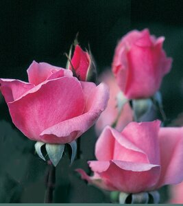 QUEEN ELIZABETH ROSE GRANDIFLORA