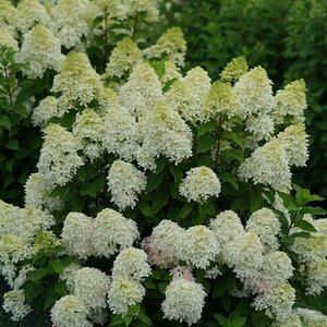QUICK FIRE FAB HYDRANGEA (Panicle) PW 60CM