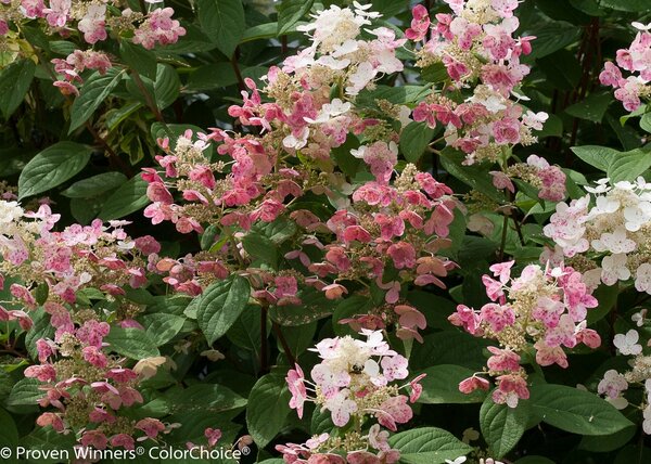 QUICK FIRE HYDRANGEA (Panicle) 80CM STD