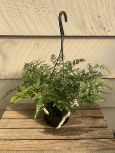 RABBIT FOOT FERN 5"