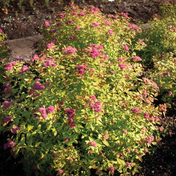RAINBOW FIZZ SPIREA 40CM