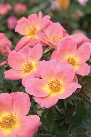 RAINBOW KNOCK OUT ROSE 2G (Pink/yellow