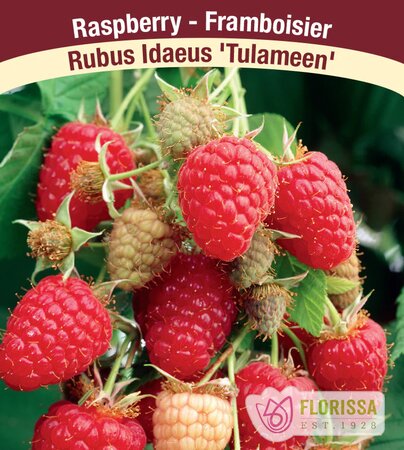 RASPBERRY TULAMEEN 1GAL