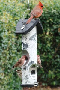 RECYCLED PLASTIC LOG SEED TUBE FEEDER