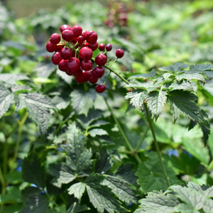 RED BANEBERRY 1G