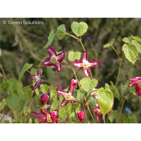 RED BARRENWORT 1G