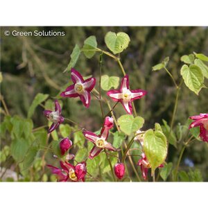 RED BARRENWORT 1G
