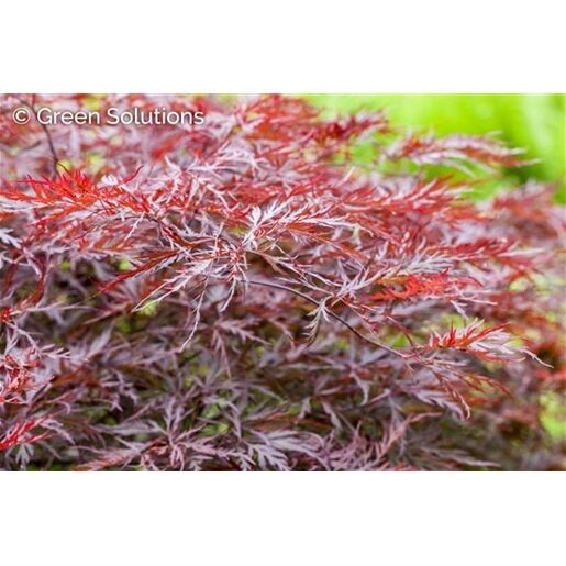 RED DRAGON JAPANESE MAPLE CUTLEAF 90CM BB (3 Month Warranty)