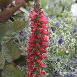 RED FEATHERS 1G