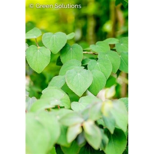 RED FOX KATSURA 200 CM