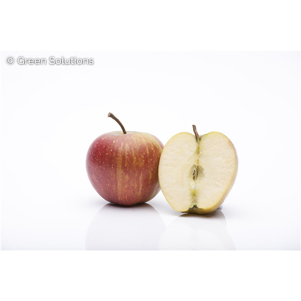 RED GRAVENSTEIN APPLE DWARF 150CM