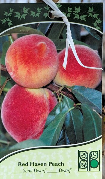 RED HAVEN PEACH SEM 110CM (3 month warranty)