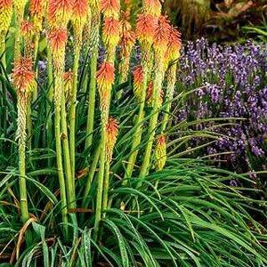RED HOT POKER LILY FIRE DANCE 1G