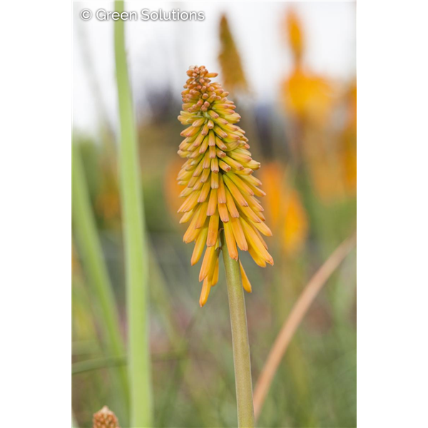 RED HOT POKER LILY GLOWSTICK 1G