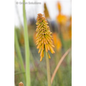 RED HOT POKER LILY GLOWSTICK 1G