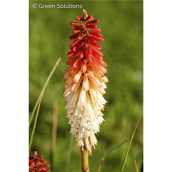 RED HOT POKER LILY HIGH ROLLER 1G