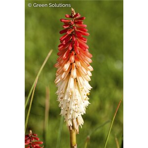 RED HOT POKER LILY HIGH ROLLER 1G
