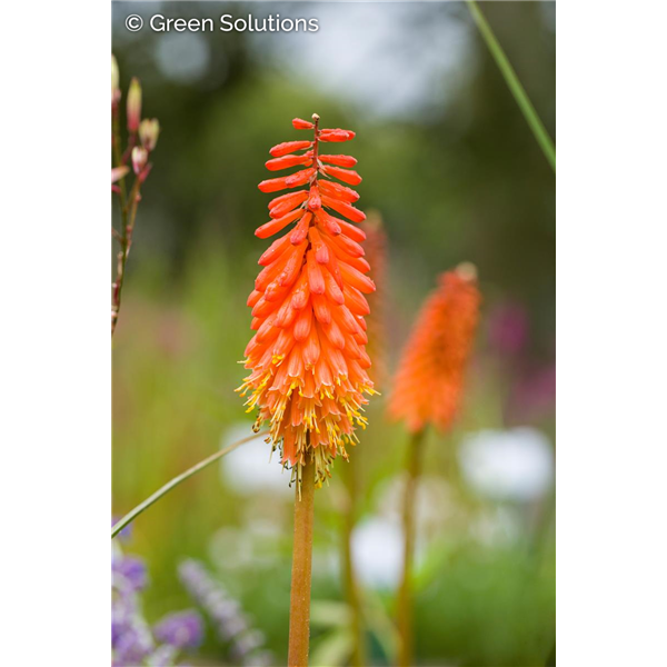 RED HOT POKER LILY JOKERS WILD 2G