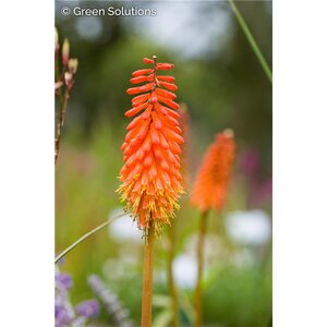 RED HOT POKER LILY JOKERS WILD 2G