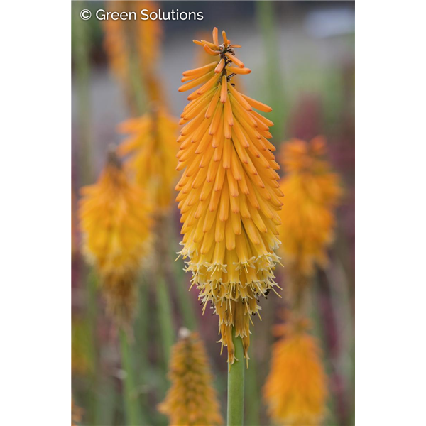 RED HOT POKER MANGO POPSICLE 1G