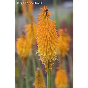 RED HOT POKER MANGO POPSICLE 1G