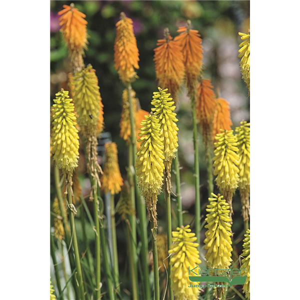 RED HOT POKER PINEAPPLE POPSICLE 1G