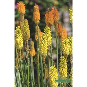 RED HOT POKER PINEAPPLE POPSICLE 1G