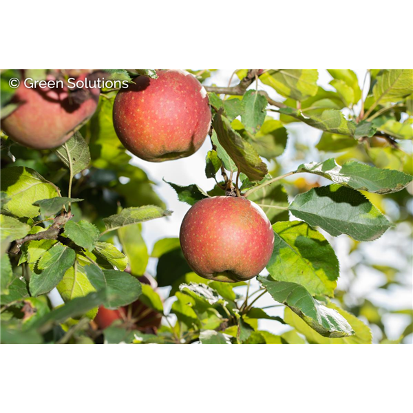 RED JONAGOLD APPLE DWARF