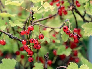 RED LAKE CURRANT 1 GAL