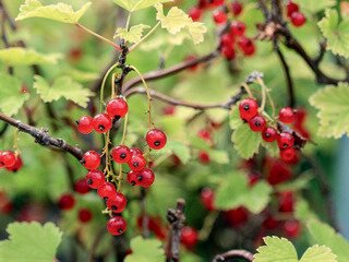 RED LAKE RED CURRANT 2 GAL