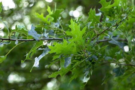 RED OAK 275CM  - image 4