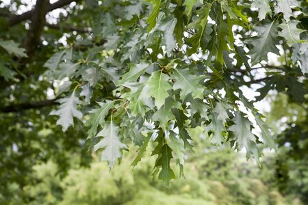 RED OAK 35 MM (Pot)  - image 1