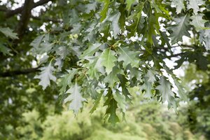 RED OAK 35 MM (Pot)  - image 1