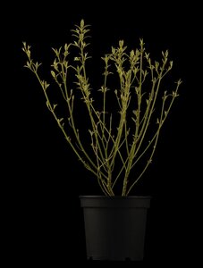 RED OSIER DOGWOOD 2 GAL - image 2