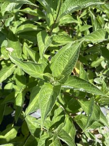 RED OSIER DOGWOOD 2 GAL