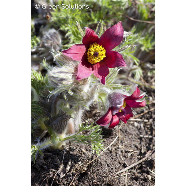 RED PASQUE FLOWER 3IN