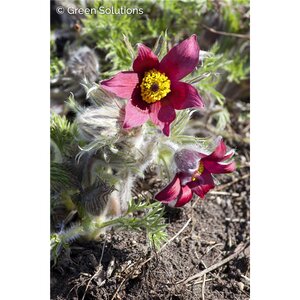 RED PASQUE FLOWER 3IN