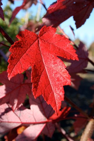 RED POINT MAPLE 150 CM - image 2