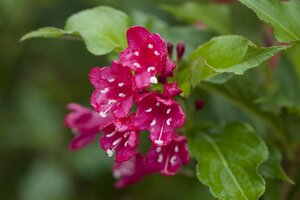 RED PRINCE WEIGELA 30CM - image 4